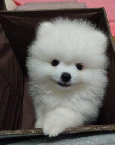 Pomeranian puppies for adoption  4