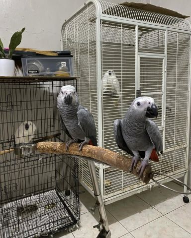 Africa gray parrot 