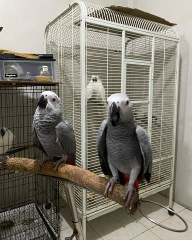 Africa gray parrot  2