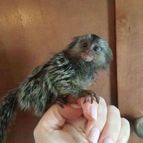Rabtail for adoption  3