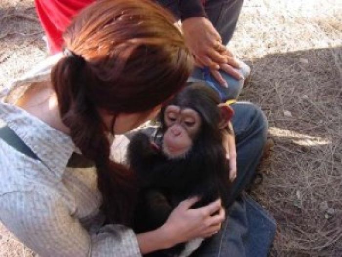 الشمبانزي الصغير الجميل وقرود الكابوتشين الصغيرة متاحة الآن. 1