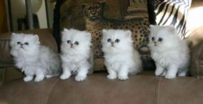 القطط الفارسية الفضية الرائعة