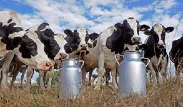 فرصة استثمارية على المدى القصير في مشروع تربية المواشي وإنتاج الحليب في تركيا 4