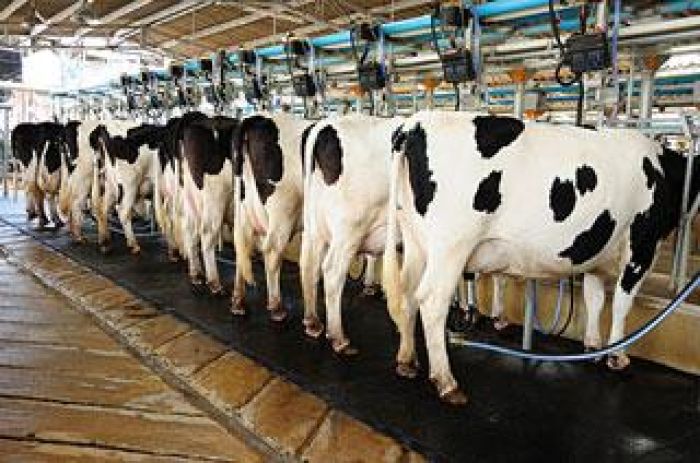 مشروع تربية المواشي وإنتاج الحليب في تركيا 6