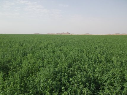 برسيم حجازي لمصانع الأعلاف والمزارع انتاج الراجحي الدولية للاستثمار الزراعي 