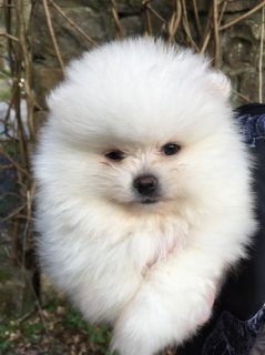 Social Pomeranian Puppies Adoption  1